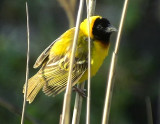 Black-headed Weaver (Yellow-backed Weaver)<br> Ploceus melanocephalus