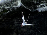 Rdnbbad tropikfgel<br> Red-billed Tropicbird<br> Phaeton aethereus