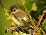 Svartvit flugsnappare<br> European Pied Flycatcher (Pied Flycatcher)<br> Ficedula hypoleuca