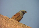 Hussparv<br> House Bunting<br> Emberiza sahari