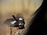 Diademrdstjrt<br> Moussiers Redstart<br> Poenicurus moussieri