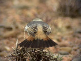 Berberstenskvtta<br> Red-rumped Wheatear<br> Oenanthe moesta