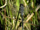 Dragonfly sp.