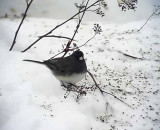 Mrkgd junco<br> Dark-eyed Junco<br> Junco hyemalis