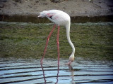 Strre flamingo<br>Greater Flamingo<br>Phoenicopterus roseus