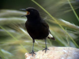 Svart stenskvtta<br> Black Wheatear<br> Oenanthe leucura syenitica