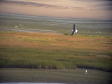 ?<br> Kelptrut<br> Kelp Gull<br> Larus dominicanus?