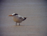 Kungstrna<br> Royal Tern<br> Thalasseus maximus