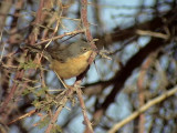 Rostsngare <br> Western Subalpine Warbler <br> Sylvia inornata