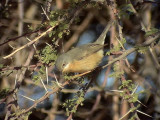 Rostsngare <br> Western Subalpine Warbler <br> Sylvia inornata