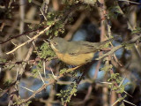 Rostsngare <br> Western Subalpine Warbler <br> Sylvia inornata