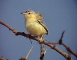 Sahelsngare<br> Cricket Warbler<br> Spiloptila clamans 
