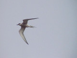 Fisktrna<br> Common Tern<br> Sterna hirundica