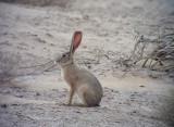 Kaphare <br> Cape Hare <br> Lepus capensis