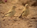 kentrumpetare<br> Trumpeter Finch<br> Bucanetes githagineus 