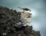Fisktrna<br> Common Tern<br> Sterna hirundo