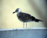 Silltrut<br>	Larus fuscus(graellsii)<br>Lesser Black-backed Gull