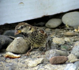 Spansksparv<br>Passer hispaniolensis<br> Spanish sparrow
