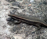 Madeiran Wall Lizard <br> Teira dugesii
