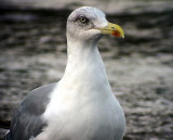Medelhavstrut<br> Larus michahellis (Atlantis?)<br> Yellow-legged Gull