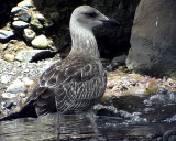 Medelhavstrut<br> Larus michahellis (Atlantis?)<br> Yellow-legged Gull