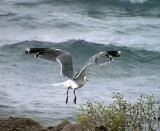 Medelhavstrut<br> Larus michahellis (Atlantis?)<br> Yellow-legged Gull