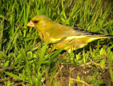 Grnfink<br>European Greenfinch<br>Carduelis chloris