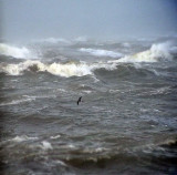 Klykstjrtad stormsvala<br> Leachs Storm-petrel<br> Oceanodroma leucorhoa