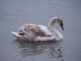 Knlsvan <br> Mute Swan<br> Cygnus olor