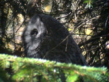 Lappuggla<br>Great Grey Owl<br> Strix nebulosa