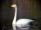 Sngsvan <br> Whooper Swan <br> Cygnus cygnus