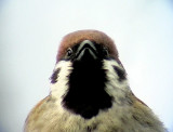 Pilfink<br> Passer montanus<br> Eurasian Tree Sparrow