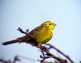 Gulsparv<br> Emberiza citrinella<br> Yellowhammer