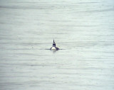 Svartnbbad islom<br> Gavia immer<br> Great Northern Loon (Great Nothern Diver)