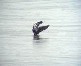 Svartnbbad islom<br> Gavia immer<br> Great Northern Loon (Great Nothern Diver)