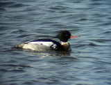 Smskrake<br> Red-breasted Merganser<br> Mergus serrator