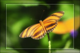 2008 - Butterfly Conservatory