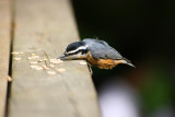 IMG_1402.jpg