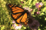Monarchy Butterfly_8.jpg