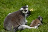 _MG_5290.jpg