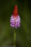 _MG_5296.jpg