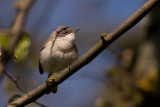 Lesser Whitethroat - rtsngare