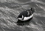 Little Auk - Alkekung