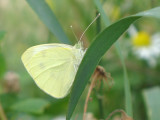 Small White - Rovfjril