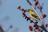 chardonneret jaune_3845.jpg