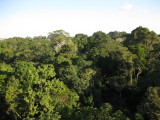 Jungle Canopy