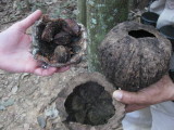 3 Brazil nuts - each cracked open differently - monkey, man, termite