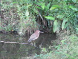 Rufescent Tiger Heron