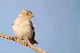 Female Sparrow