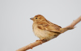 Female Sparrow